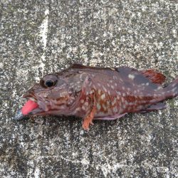 アジングでガシラ